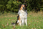 sitting Shetland-Sheepdog-Mongrel
