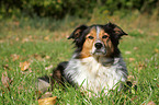 lying Shetland-Sheepdog-Mongrel