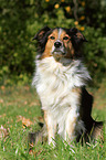 sitting Shetland-Sheepdog-Mongrel