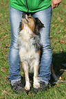 Trickdog