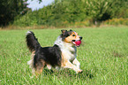 playing Shetland-Sheepdog-Mongrel