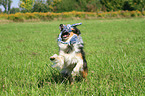 playing Shetland-Sheepdog-Mongrel