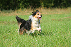 running Shetland-Sheepdog-Mongrel