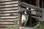 Munsterlander-Epagneul-Breton-Mongrel