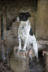 Munsterlander-Epagneul-Breton-Mongrel