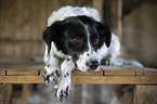 Munsterlander-Epagneul-Breton-Mongrel