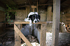 Munsterlander-Epagneul-Breton-Mongrel
