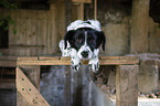 Munsterlander-Epagneul-Breton-Mongrel