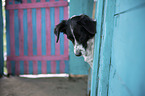 Munsterlander-Epagneul-Breton-Mongrel