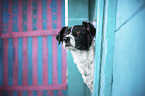 Munsterlander-Epagneul-Breton-Mongrel