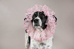 Munsterlander-Epagneul-Breton-Mongrel