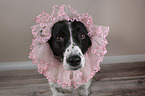 Munsterlander-Epagneul-Breton-Mongrel