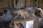lying Shepherd-Mongrel