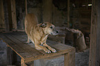 Shepherd-Mongrel