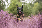 Australian-Kelpie-Mongrel
