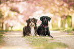 Labrador-Dalmatian-Mongrel