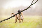 American-Staffordshire-Terrier-Mongrel