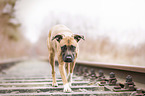 American-Staffordshire-Terrier-Mongrel