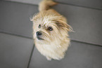 sitting terrier-mix