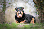 Rottweiler-Mongrel
