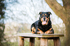 Rottweiler-Mongrel
