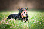 Rottweiler-Mongrel