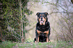Rottweiler-Mongrel