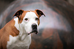 American-Staffordshire-Terrier-Mongrel