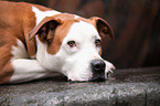 American-Staffordshire-Terrier-Mongrel