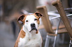 American-Staffordshire-Terrier-Mongrel