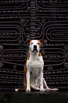 American-Staffordshire-Terrier-Mongrel