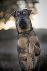Shar-Pei-Mongrel