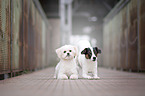 Parson-Russell-Terrier-Mongrel