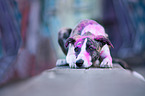 lying Whippet-Border-Collie