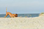 Boxer-Mongrel on the beach