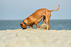 Boxer-Mongrel on the beach