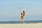 Boxer-Mongrel on the beach