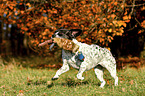 running Pointer-French-Bulldog-Mix