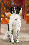 sitting Small-Munsterlander-Epagneul-Breton-Mongrel