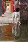 standing Small-Munsterlander-Epagneul-Breton-Mongrel