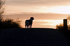 standing Small-Munsterlander-Epagneul-Breton-Mongrel