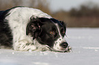 lying Small-Munsterlander-Epagneul-Breton-Mongrel