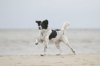 running Small-Munsterlander-Epagneul-Breton-Mongrel