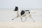 trotting Small-Munsterlander-Epagneul-Breton-Mongrel