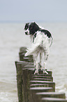 standing Small-Munsterlander-Epagneul-Breton-Mongrel