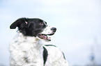 Small-Munsterlander-Epagneul-Breton-Mongrel Portrait