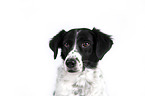 Small-Munsterlander-Epagneul-Breton-Mongrel Portrait