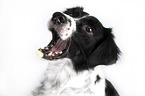 Small-Munsterlander-Epagneul-Breton-Mongrel Portrait