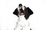 Small-Munsterlander-Epagneul-Breton-Mongrel Portrait