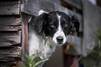Small-Munsterlander-Epagneul-Breton-Mongrel Portrait